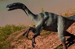 Dinosauri carnivori: elenco, nomi, schede, curiosità VIDEO