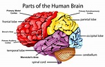 Psychology- Structure & Function of the Brain Diagram | Quizlet