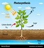 Diagram showing process photosynthesis in plant Vector Image