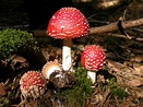 LealScience: El Reino Fungi