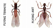 flying-termite-vs-flying-ant - Pacific Coast Termite