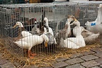 Enten Und Gooses Auf Dem Tiermarkt Mol Belgien Stockbild - Bild von ...