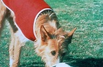 Soccer Dog – Ein Hund bleibt am Ball (1999) - Film | cinema.de