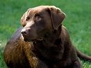 Labrador - Características da raça, fotos e vídeos » Cães Online