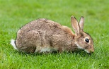 File:European Rabbit, Lake District, UK - August 2011.jpg - Wikipedia