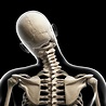 Human Skull And Neck Bones #18 Photograph by Sebastian Kaulitzki - Fine ...