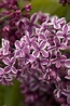 Sensation Lilac, Syringa vulgaris 'Sensation', Monrovia Plant