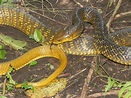 Familia Colubridae (Culebras) - Serpientes Argentinas