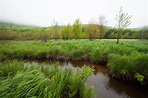 Wetlands, Marshes and Swamps - Acadia National Park (U.S. National Park ...