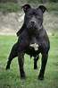 Great Looking APBT | Black pitbull, Pitbulls, American pitbull terrier