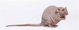 Hairless Rats: What You Need To Know - A-Z Animals