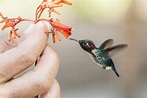 A wild adult male bee hummingbird (Mellisuga helenae), attracted to ...