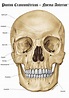 Puntos Craneométricos – Norma Anterior