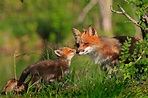 Mother's Day in the Animal Kingdom Photos | Image #31 - ABC News