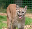 Cougar Free Stock Photo - Public Domain Pictures