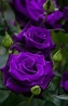 deep purple roses in 2020 | Beautiful rose flowers, Purple roses ...
