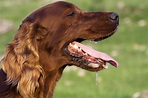 Excess Production of Saliva in Dogs - Symptoms, Causes, Diagnosis ...