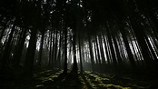 8K Dark Forest Wallpapers - Top Free 8K Dark Forest Backgrounds ...