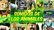 LOS SONIDOS DE LOS ANIMALES | Conoce El Mundo ANIMAL - YouTube