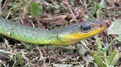 Familia Colubridae (Culebras) - Serpientes Argentinas