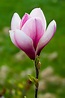 Magnolia Flower - Free photo on Pixabay - Pixabay