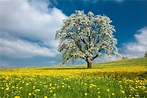 Frühlingswiese im April Foto & Bild | europe, bodensee, international ...