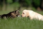 Cat Breeds That Get Along with Dogs | Reader's Digest Canada