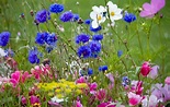 Wild Flowers In Meadow Free Stock Photo - Public Domain Pictures