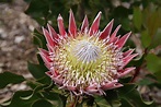 Free Images : petal, produce, botany, flora, wildflower, thistle, macro ...
