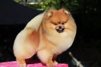 TODO SOBRE EL POMERANIA - Pomeranian Beauty