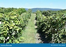 Grape Farm at Jeromes U Pick Grapes in Naples, New York Stock Image ...