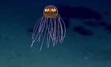 馬里亞納海溝新發現 貌似外星人水母 - 國際 - 自由時報電子報