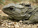 The Creature Feature: 10 Fun Facts About the Tuatara (or, Just the ...