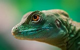 Explore Reptile Guides & Care Tips | SeaPets UK