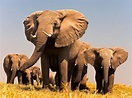 Foto de la semana: Una familia de elefantes caminan juntos en Botswana ...