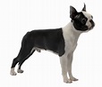 Boston Terrier Png - PNG Image Collection