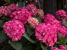 Hydrangea, Bigleaf Summer Crush - Campbell's Nursery