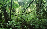 Free Jungle Image, Beautiful Jungle Photo, #11927