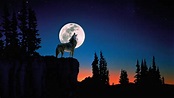 Lobo aullando a la luna llena Night Sky Wallpaper, Wolf Wallpaper ...