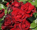 Buy Ingrid Bergman ® – AGEL ROSEN » Half Tree Roses (~65cm), 5l Pot ...