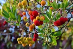 MADROÑO (árbol) | Caracteristicas, cuidados, cultivo y riego