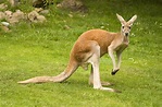 Canguru - vermelho, australiano, curiosidades - InfoEscola