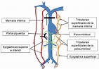 Figure 12 from Circulación colateral de pared abdominal: Anatomía ...