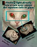 Cat Vision, How Cats See The World - HubPages