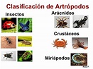 COMPLETA clasificación de los artrópodos - ¡¡RESUMEN + IMÁGENES!!