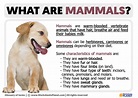 What is a Mammal | Definition of Mammal