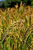 Millet | Nutrition, Health Benefits, & Uses | Britannica