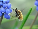 Der Wollweber... Foto & Bild | tiere, wildlife, insekten Bilder auf ...