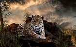 Wild Animals Wallpapers (57+ images)