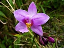MLeWallpapers.com - Wild Orchid